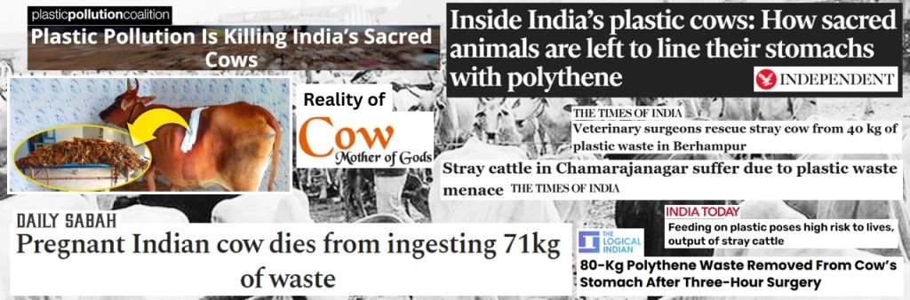 Begegne der „heiligen Mutter“ Indiens – verehrt in Tempeln, doch auf den Straßen dem Plastik zum Fraß überlassen. Wirklich göttliche Fürsorge! Nachrichtenlinks 1, 2, 3, 4, 5, 6, 7, 8.