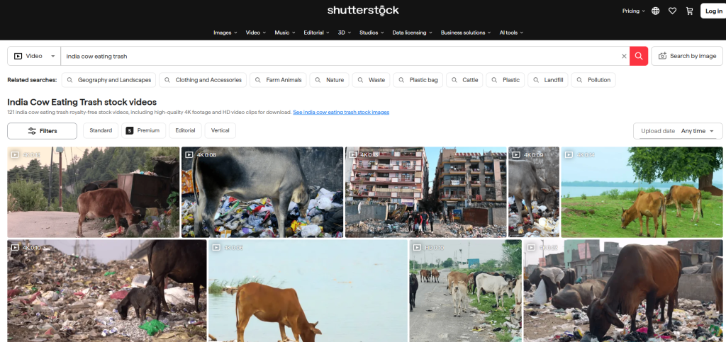 Als heilig verehrt, von Plastik erzogen: Indiens Kühe in 121 Shutterstock-Blockbustern.