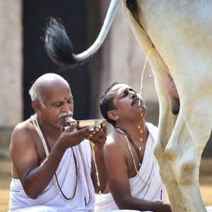 Gläubige, die an einem Ritual teilnehmen, das den Konsum von Kuhurin umfasst, der in bestimmten hinduistischen Traditionen als heilig gilt.